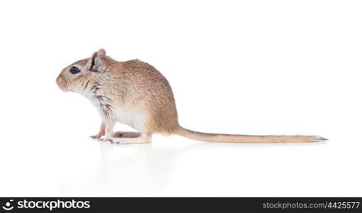 Profile of a funny gergil isolated on a white background
