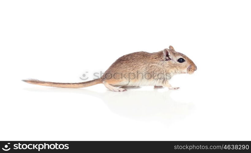 Profile of a funny gergil isolated on a white background