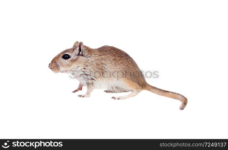 Profile of a funny gergil isolated on a white background