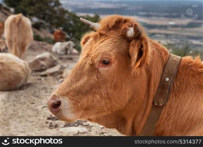 Profile of a red haired cow with other cows of background