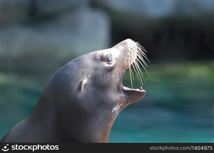 Profile of a sea lion with his mouth stretched wide open.