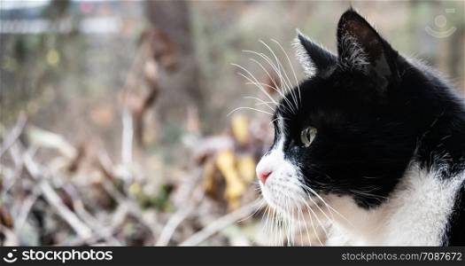 Profile of a small old cat with black and white coat in front of a blurred background with a lot of free space.