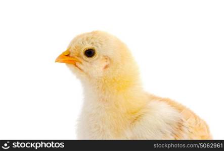 Profile of a yellow chicken isolated on a white background
