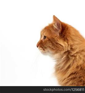 profile of an adult ginger fluffy cat with a large mustache on a white background, close up