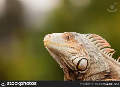 Profile of an amphibian, the iguana. Detail of the eyes and skin
