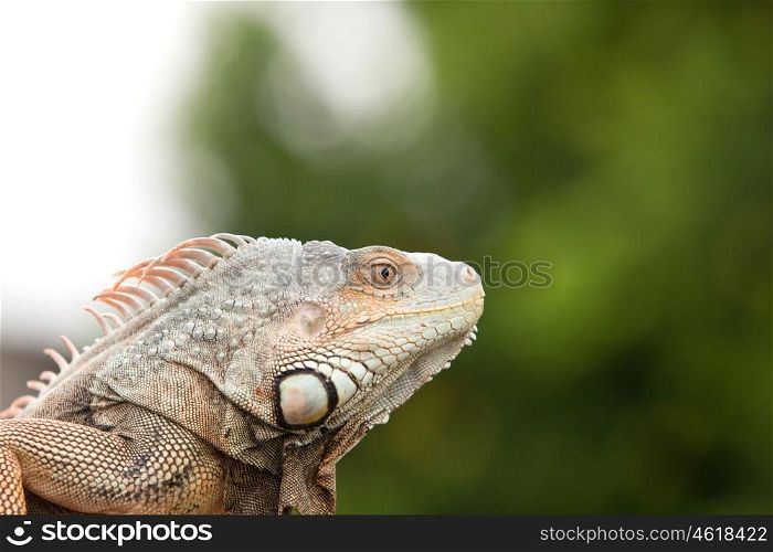 Profile of an amphibian, the iguana. Detail of the eyes and skin