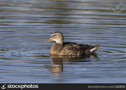 Profile of female mallard duck in blue water with concentric circles