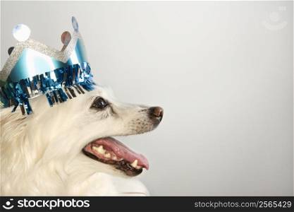 Profile of fluffy white dog wearing paper crown.