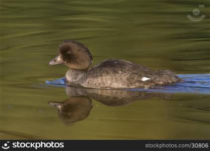 Profile of Goldeneye in calm water with reflection at Schwabacher's Landing