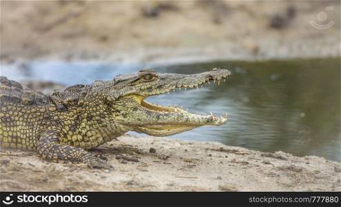 Profile of Nile crocodile mouth open on riverbank in Kruger National park, South Africa ; Specie Crocodylus niloticus family of Crocodylidae. Nile crocodile in Kruger National park, South Africa