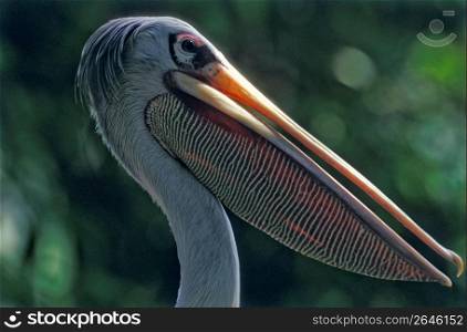 Profile of pelican