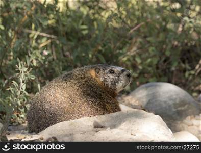 Profile of yellow-bellied marmot on rocks with scrubs