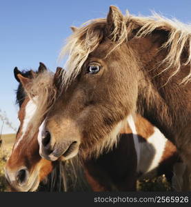 Profile portrait of two brown Falabella miniature horses in field.