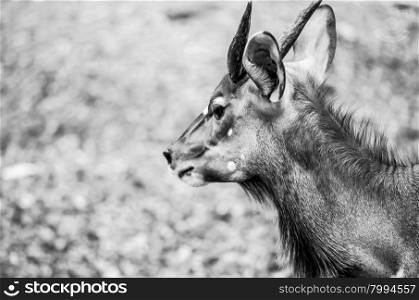 Profile portrait of young chamois