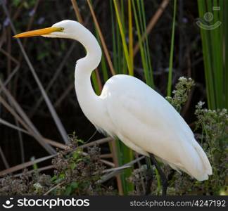 Profile side view of great white egret with yellow bill in reeds of Florida everglades