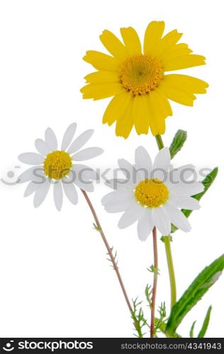Profile view of beautiful daisy flowers isolated on white background.