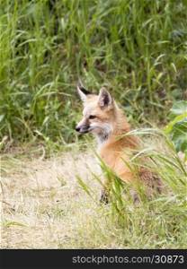 Profile view of kit fox in grass