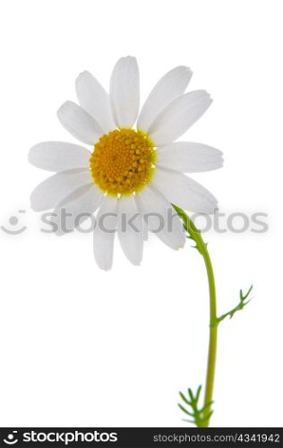 Profile view of single beautiful white daisy flower isolated on white background.