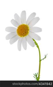 Profile view of single beautiful white daisy flower isolated on white background.