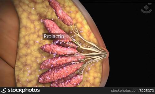 Prolactin, the hormone secreted during pregnancy 3D Illustration. Prolactin, the hormone secreted during pregnancy