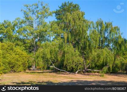 proliferating large tree in a park in summer day