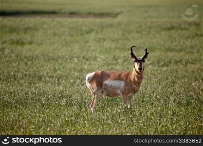 Pronghorn antelope in a field in rural Saskatchean.