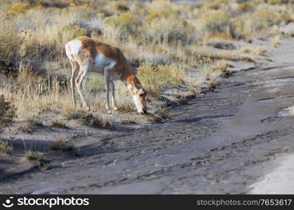 Pronghorn Antelope in american prairie, USA