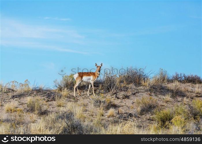 Pronghorn Antelope in american prairie, Utah, USA