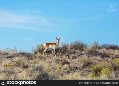 Pronghorn Antelope in american prairie, Utah, USA