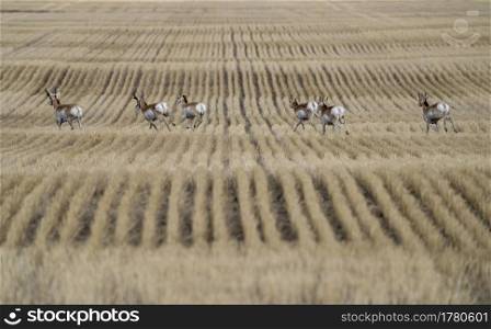 Pronghorn Antelope Saskatchewan in Springtime Farmers field