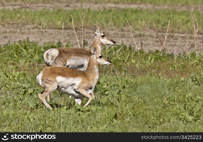 Pronghorn Antelope With Young Babies Saskatchewan Canada