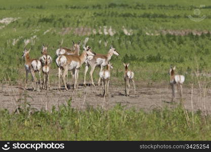 Pronghorn Antelope With Young Babies Saskatchewan Canada