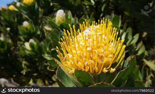 Protea, famous plant of South Africa