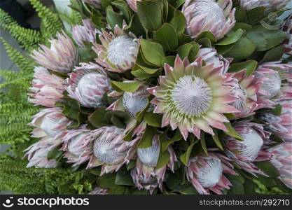 protea flowers at the Festa da Flor or Spring Flower Festival in the city of Funchal on the Island of Madeira in the Atlantic Ocean of Portugal.  Madeira, Funchal, April, 2018. PORTUGAL MADEIRA FUNCHAL FLOWER FESTIVAL