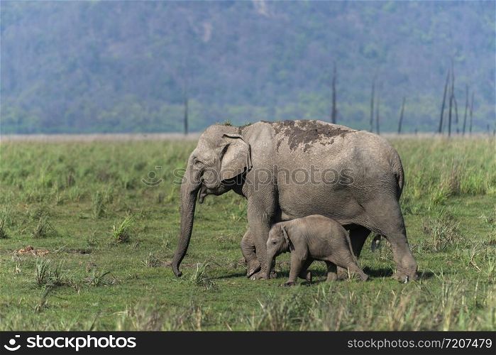 Protecting Mother Elephant, Dhikala, Jim Corbett National Park, Nainital?, Uttarakhand, India