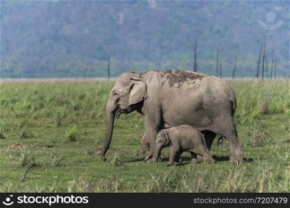 Protecting Mother Elephant, Dhikala, Jim Corbett National Park, Nainital?, Uttarakhand, India