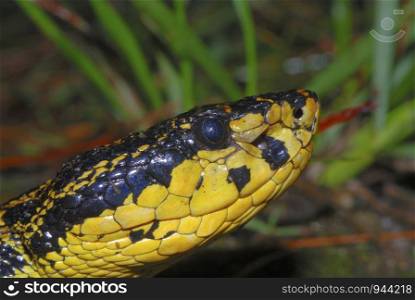 Protobothrops jerdonii. a rare medium sized pit viper species. Arunachal Pradesh. India