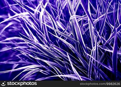 Proton purple colored creative abstract grass plants natural background