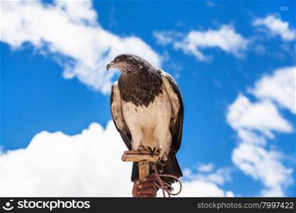 proud eagle on a background of blue sky