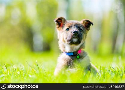 proud little puppy posing sitting in green grass on the lawn