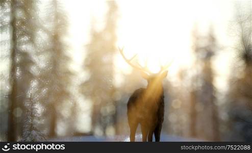 proud noble deer male in winter snow forest in mountains. Proud Noble Deer Male in Winter Snow Forest
