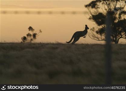 Proud to be Australian! Kangaroo hopping across sunset and aussie fence in foreground.