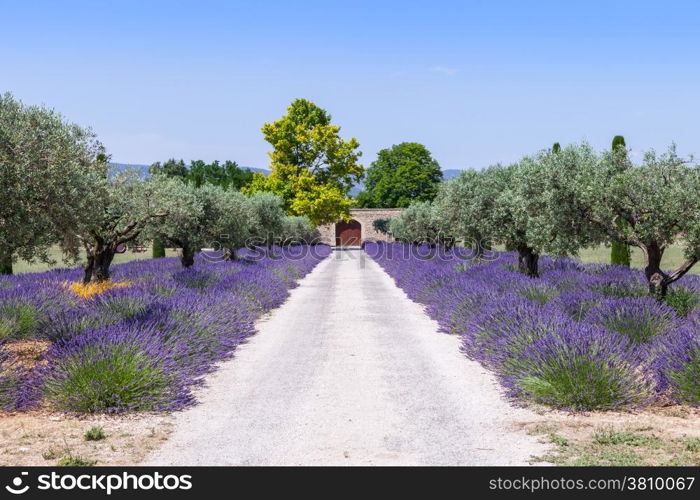 Provence, France. Lavander field during summer season.