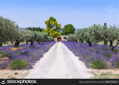 Provence, France. Lavander field during summer season.