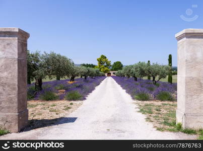 Provence, France. Lavander field during summer season.