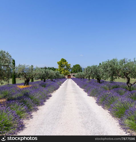 Provence, France. Lavander field during summer season.