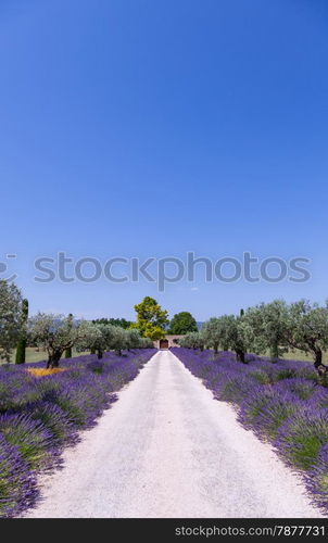 Provence, France. Lavander field during summer season.