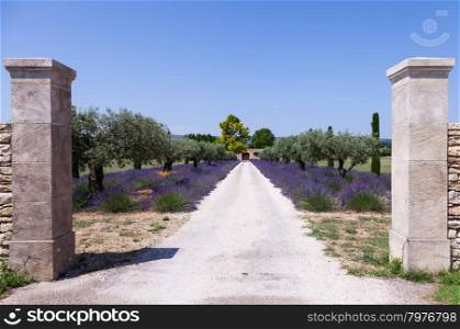 Provence, France. Lavander field during summer season.