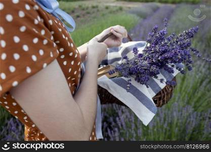 Provence - girl with a basket of lavender in a lavender field 