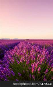 Provence lavender field with house at sunrise